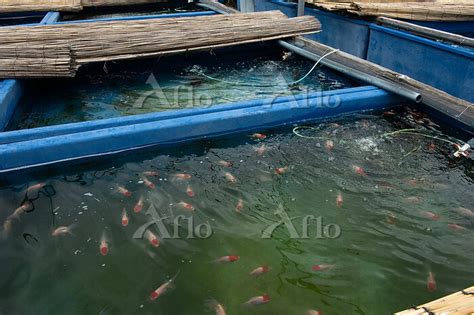 金魚養殖|金魚を養殖する方法が知りたい！繁殖の基礎について徹底解説！